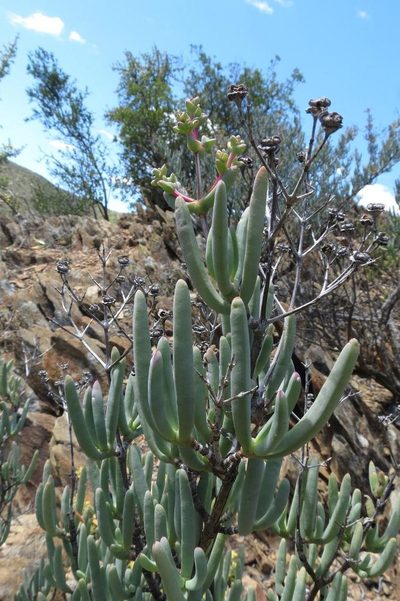 Ruschia pungens, photographed by Brian du Preez