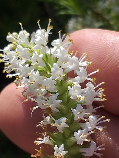 Selago eckloniana, photographed by kevin koen