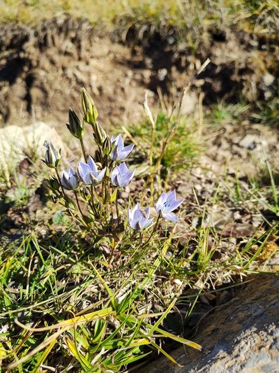 Lomatogonium carinthiacum, photographed by Irina Ganochenko