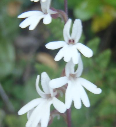 Holothrix parviflora, photographed by Nicola van Berkel