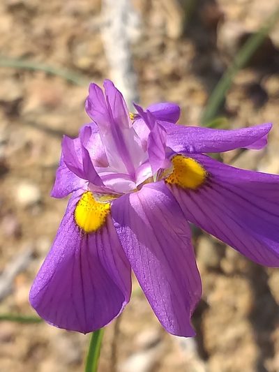 Moraea bipartita, photographed by kevin koen