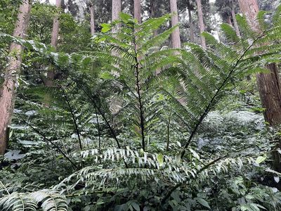 Angiopteris lygodiifolia, photographed by chen ying-hsiao