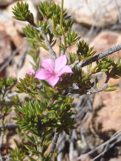 Acmadenia maculata, photographed by Nicola van Berkel