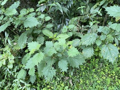 Urtica thunbergiana, photographed by chen ying-hsiao