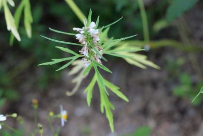 Leonurus japonicus, photographed by Agnes Trekker