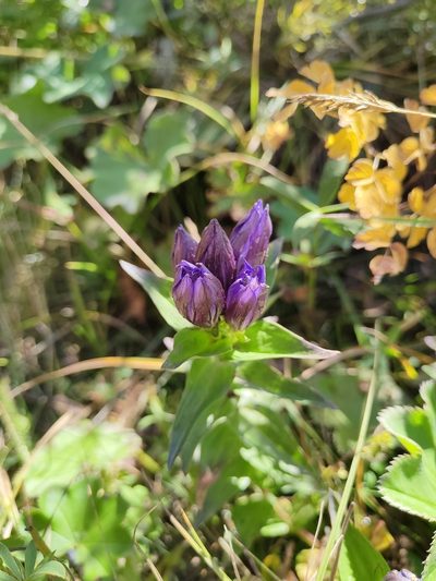 Gentiana dschungarica, photographed by Irina Ganochenko