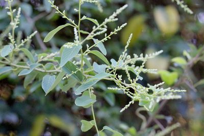 Berchemia floribunda, photographed by Agnes Trekker