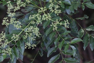 Zanthoxylum avicennae, photographed by Agnes Trekker