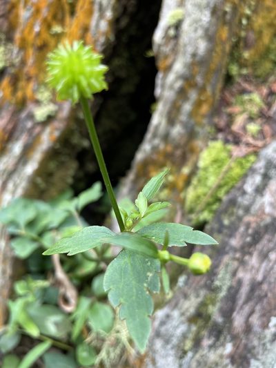 Ranunculus silerifolius, photographed by chen ying-hsiao