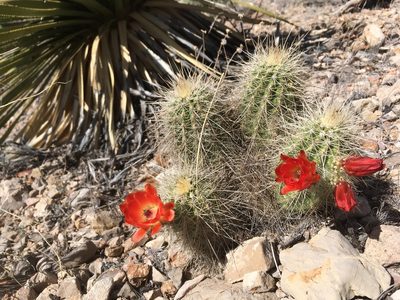 Echinocereus coccineus, photographed by Cecelia Alexander