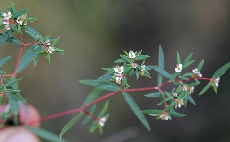 Euphorbia neopolycnemoides, photographed by Wynand Uys