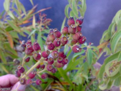 Rosettea princeps, photographed by Chris Vynbos