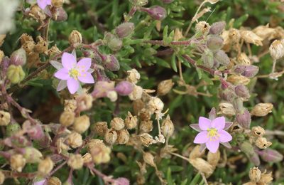 Spergularia media, photographed by Jerry Lanfear