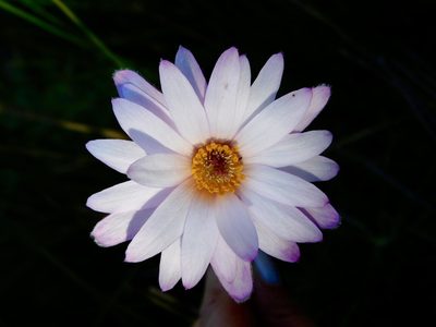 Knowltonia tenuifolia, photographed by Rebecca Ryen-Stols