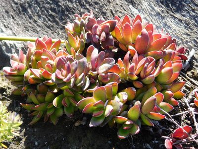 Crassula rubricaulis, photographed by Rebecca Ryen-Stols