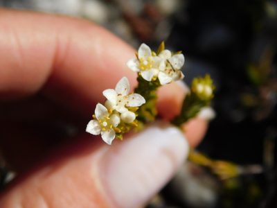 Lachnaea diosmoides, photographed by Rebecca Ryen-Stols
