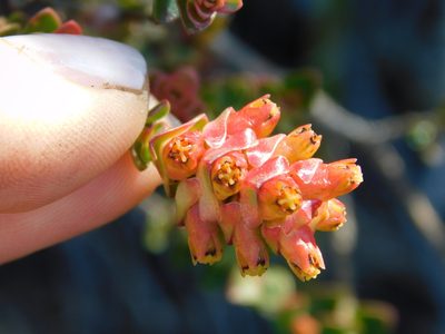 Penaea cneorum, photographed by Rebecca Ryen-Stols