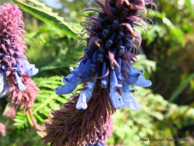 Coleus kirkii, photographed by Peter Warren