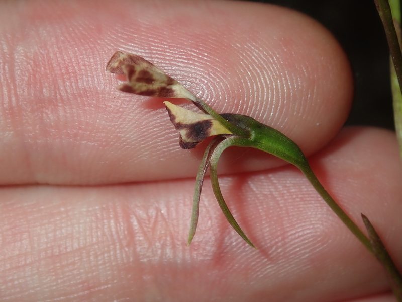 Diuris maculata, photographed by Thomas Mesaglio