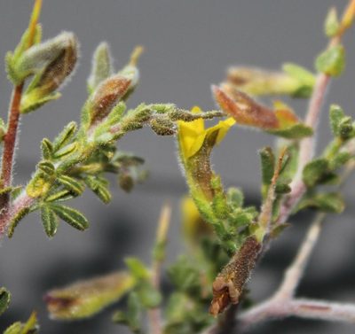Melolobium candicans, photographed by Tony Rebelo