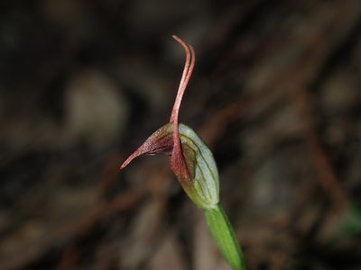 Pterostylis oblonga, photographed by Thomas Mesaglio