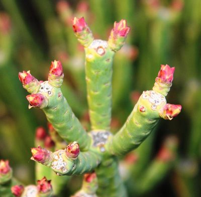 Euphorbia stolonifera, photographed by Tony Rebelo