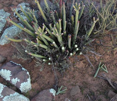 Euphorbia stolonifera, photographed by Tony Rebelo
