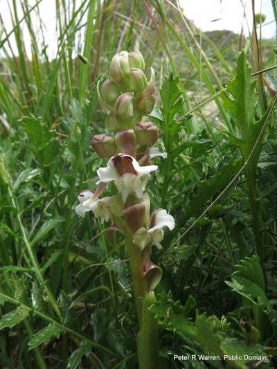 Pterygodium cooperi, photographed by Peter Warren