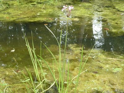 Butomus umbellatus, photographed by Anthony O'Leary
