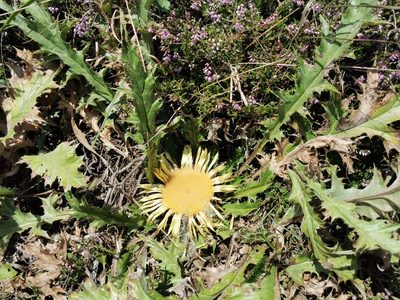 Carlina acanthifolia, photographed by Céline