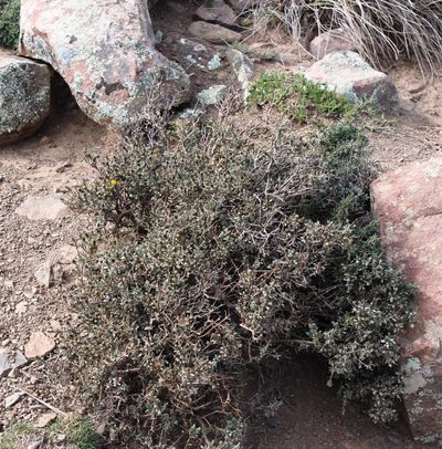 Oedera spinescens, photographed by Tony Rebelo