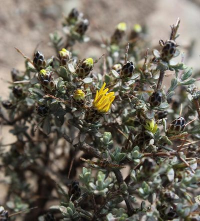Oedera spinescens, photographed by Tony Rebelo