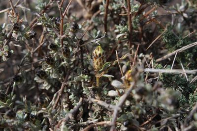 Oedera spinescens, photographed by Tony Rebelo