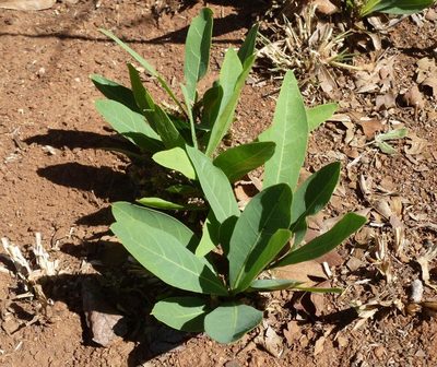 Dichapetalum cymosum, photographed by M Kriek