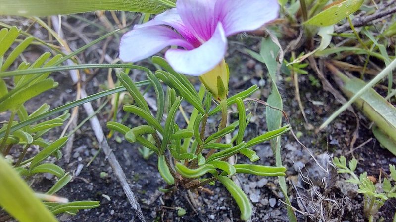 Oxalis pusilla, photographed by Jacques van der Merwe