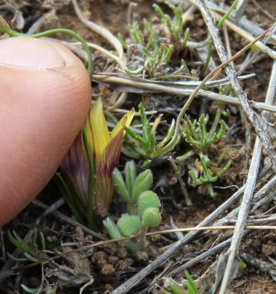 Romulea austinii, photographed by Tony Rebelo