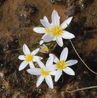 Pauridia alticola, photographed by Tony Rebelo