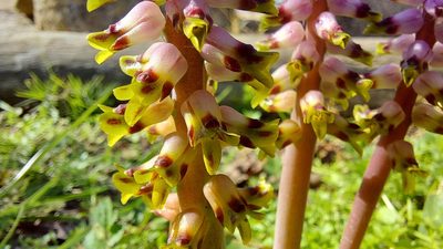 Lachenalia mutabilis, photographed by Jacques van der Merwe