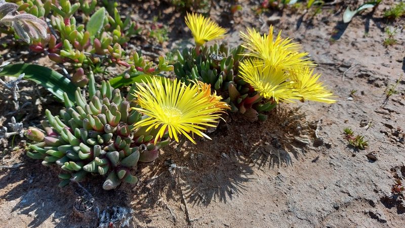 Cheiridopsis rostrata, photographed by Jacques van der Merwe