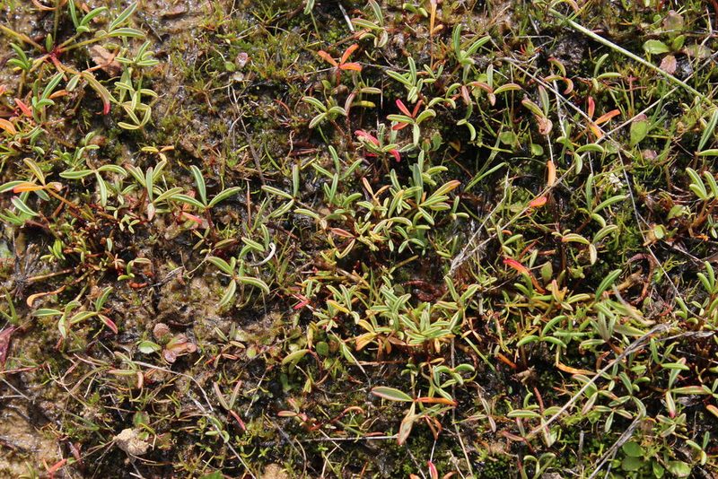 Oxalis odorata, photographed by Tony Rebelo