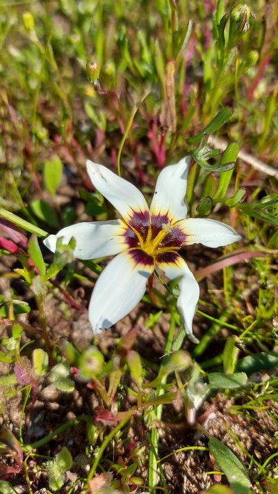 Romulea barkerae, photographed by Jacques van der Merwe