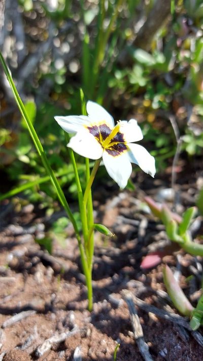 Romulea barkerae, photographed by Jacques van der Merwe