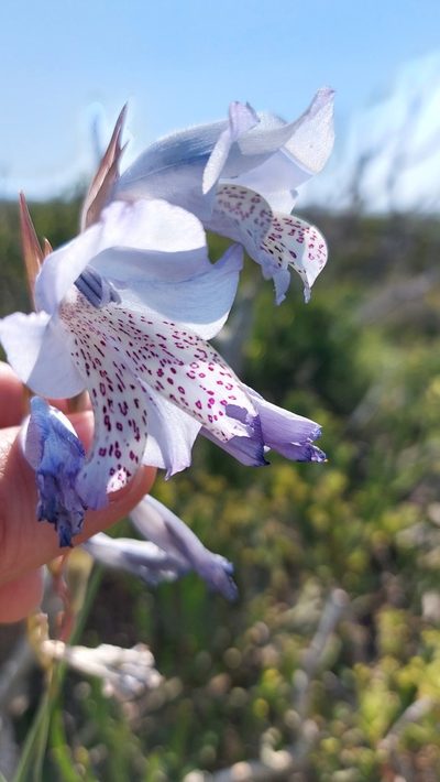 Gladiolus caeruleus, photographed by Jacques van der Merwe