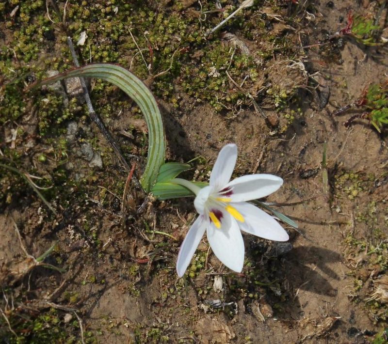 Hesperantha luticola, photographed by Tony Rebelo
