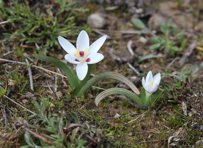 Hesperantha luticola, photographed by Tony Rebelo