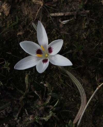 Hesperantha luticola, photographed by Tony Rebelo
