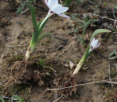 Hesperantha luticola, photographed by Tony Rebelo