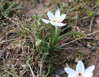 Hesperantha luticola, photographed by Tony Rebelo