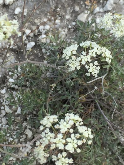 Pimpinella tragium, photographed by Елена Патерикина
