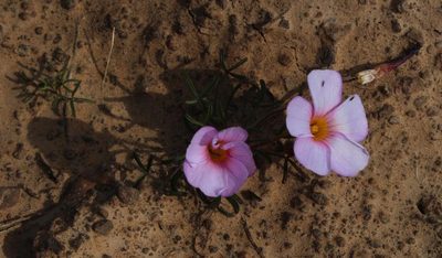 Oxalis burkei, photographed by Tony Rebelo